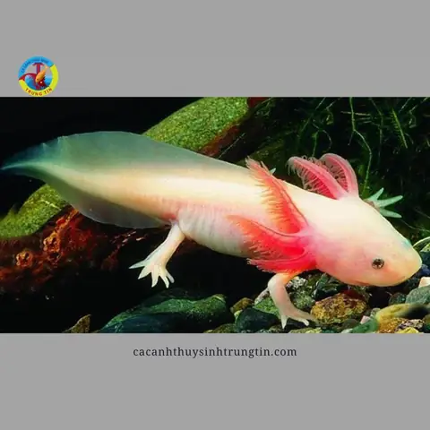 Loại Thức Ăn Tốt Nhất