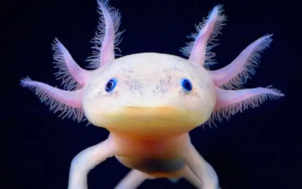 Cá Axolotl - Cá Khủng Long 6 Sừng
