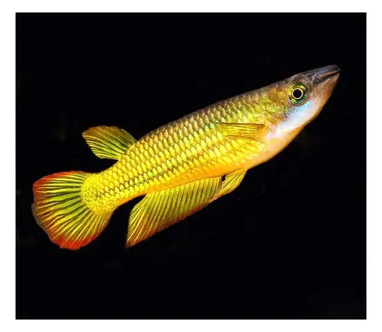 Cá Killi Đầu Bạc