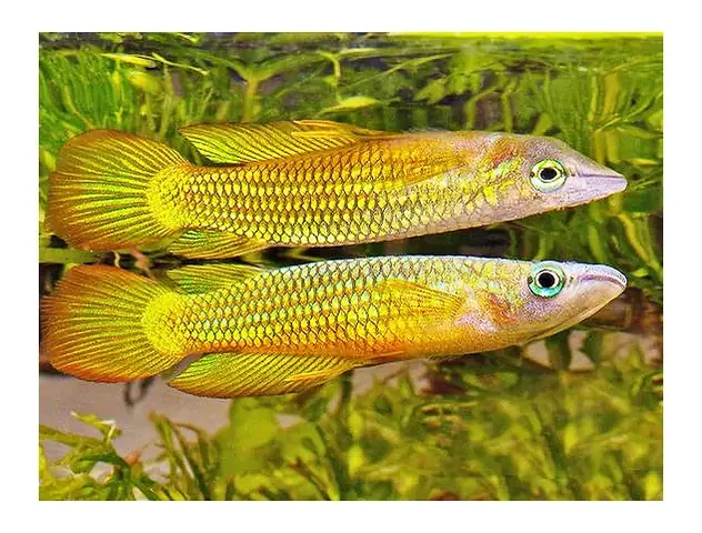 Cá Killi Đầu Bạc