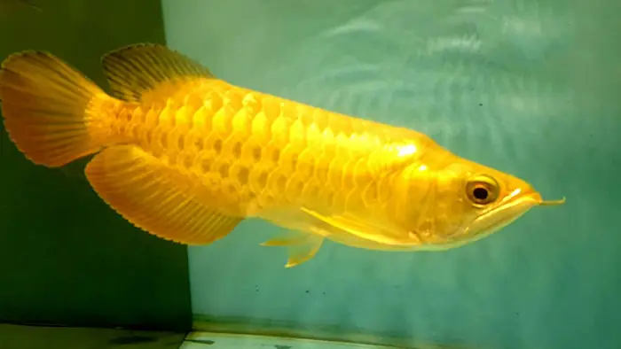 Cá Rồng Kim Long Con
