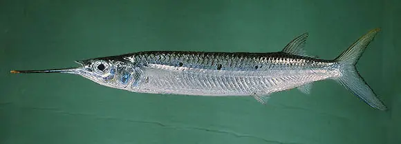 Cá Kìm Sông Hồng: Đặc Điểm, Giá Trị Kinh Tế Và Những Điều Cần Biết