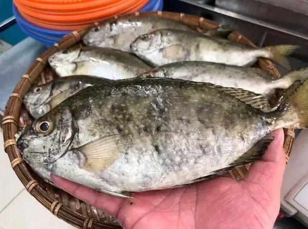 Cá Kình Là Cá Gì?