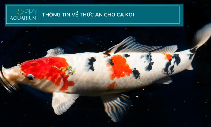 Những Gì Cá Koi Có Thể Và Không Thể Ăn Và Cách Cho Chúng Ăn Những Gì Cá Koi Có Thể Và Không Thể Ăn Và Cách Cho Chúng Ăn