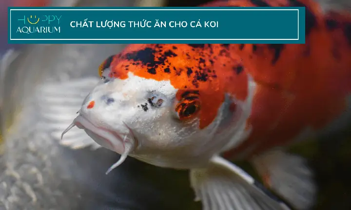 Những Gì Cá Koi Có Thể Và Không Thể Ăn Và Cách Cho Chúng Ăn Những Gì Cá Koi Có Thể Và Không Thể Ăn Và Cách Cho Chúng Ăn