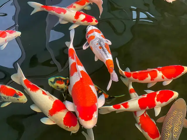 Giá Cá Koi Hiện Nay Là Bao Nhiêu? Mua Cá Koi Nhật Ở Đâu Uy Tín?