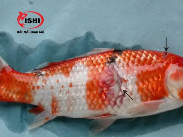 Cách Ly Cá Bệnh Cách Ly Cá Bệnh