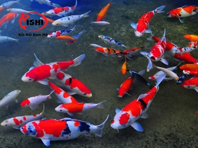 Phân Biệt Với Các Bệnh Khác Phân Biệt Với Các Bệnh Khác