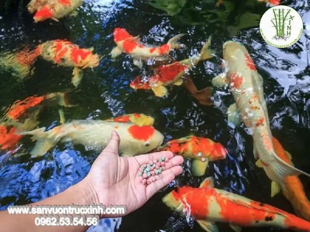 Nguyên Nhân Cá Koi Bị Nhát