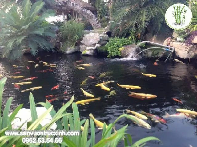 Những Lưu Ý Khi Người Chơi Làm Quen Với Cá Koi