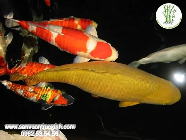 Kiểm Tra Xem Koi Có Bị Bệnh Không?