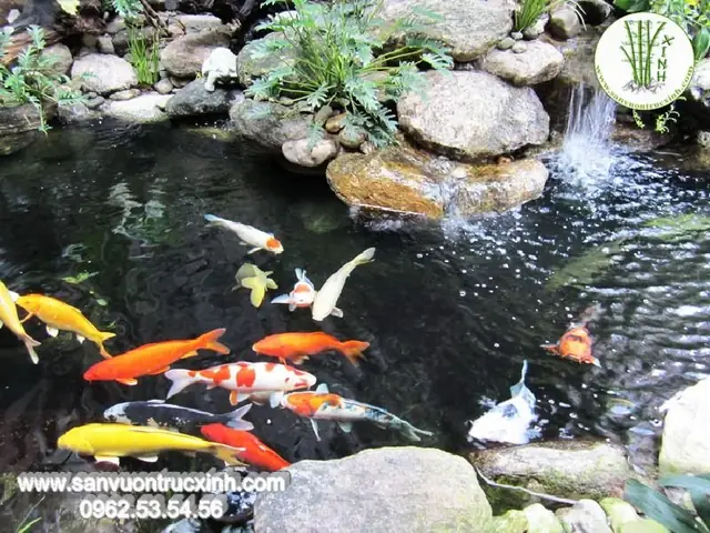 Tạo Không Gian Trú Ẩn Cho Koi