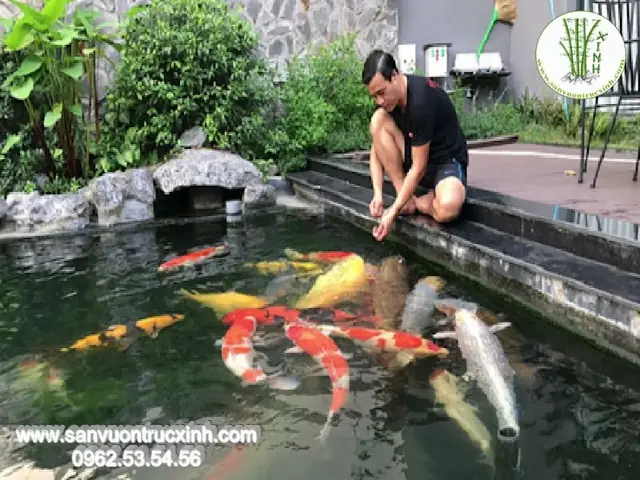 Thay Đổi Tư Thế Khi Cho Cá Koi Tạo Sự Thân Thiện