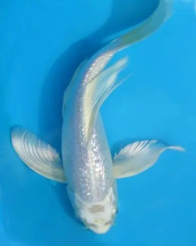 Oxy Và Ánh Sáng Trong Hồ