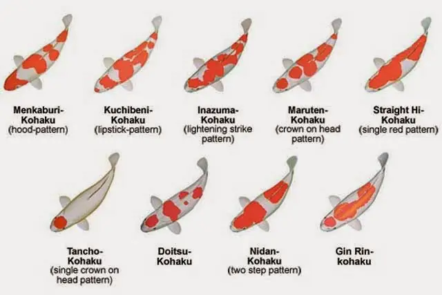 Kohaku