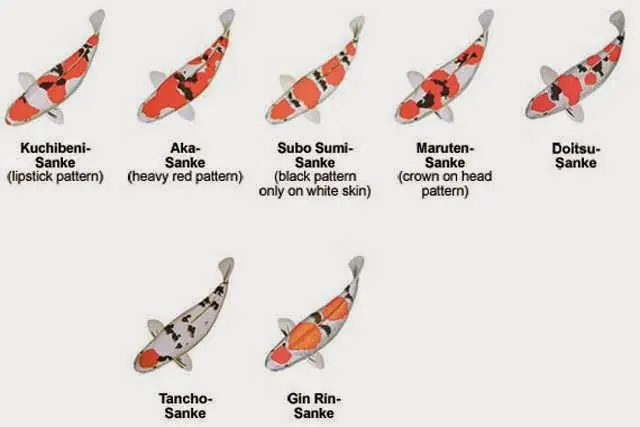 Taisho Sanke (sanke)