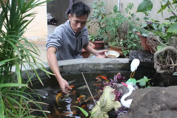Bể Cá Koi Cảnh Của Anh Nguyễn Đức Duy, Đường Nguyễn Cư Trinh, Tp. Buôn Ma Thuột.