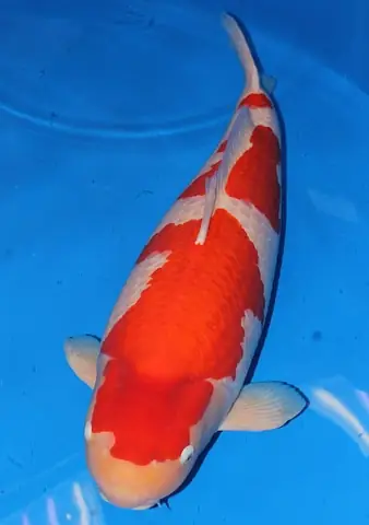 Cá Koi Đắt Nhất Thế Giới