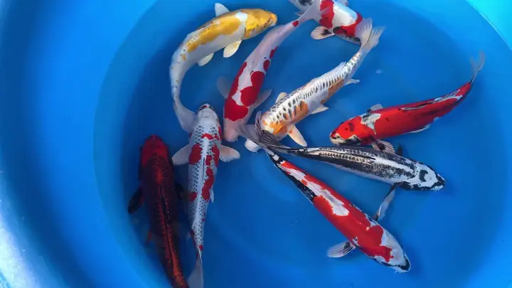 Cá Aoki Koi Farm