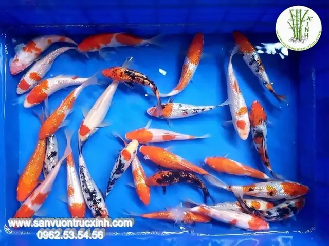 Cá Koi F1 Mang Những Đặc Tính Tương Tự Như Cá Koi Thuần Chủng