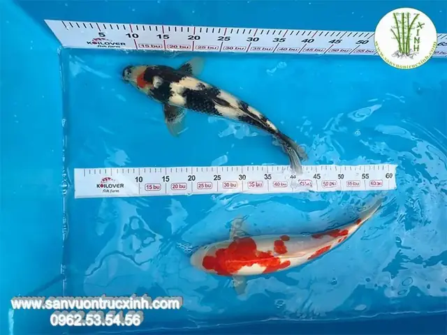 Hình Dáng Của Cá Koi F1
