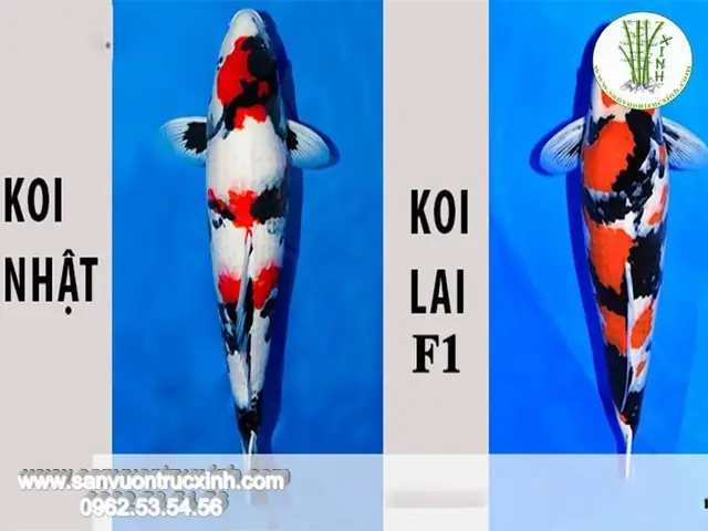 Sự Khác Nhau Giữa Cá Koi F1 Và Koi Nhật