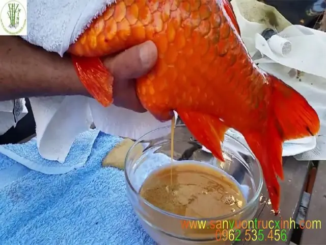 Cách Nhân Giống Cá Koi F1 Đúng Cách