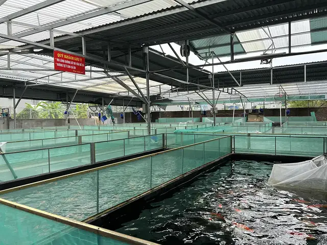 Koi Thuần Chủng Nhật Bản