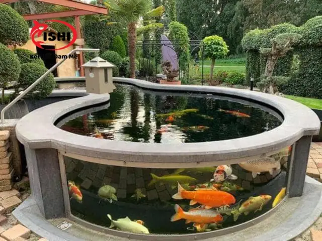 Nhu Cầu Mua Cá Koi Tại Gia Lai