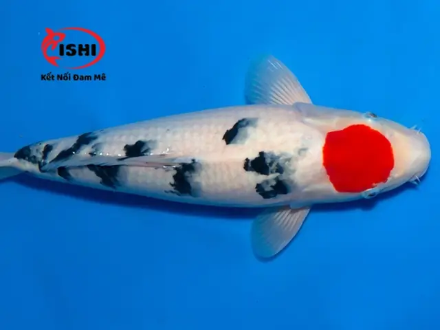 Các Loại Cá Koi Được Cung Cấp Tại Ishikoi Farm
