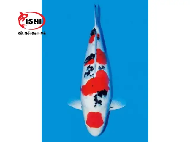 Các Loại Cá Koi Được Cung Cấp Tại Ishikoi Farm