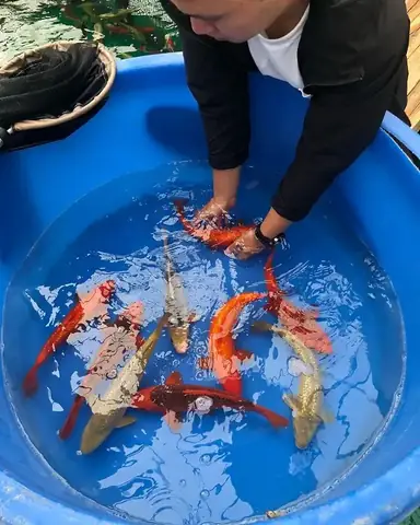 Báo Giá Cá Koi Giá Rẻ Nhất Thị Trường Tại Siêu Thị Cá Koi Vn
