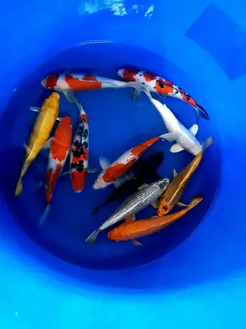 Yoko Koi Farm