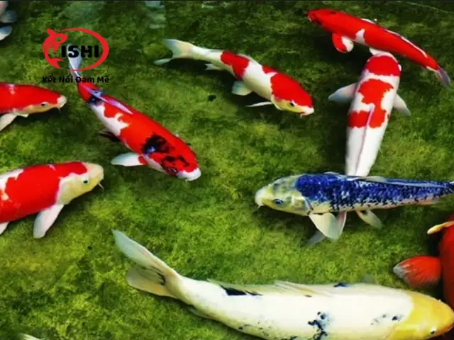 King Koi Farm