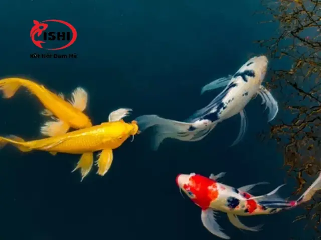 Shome Koi Farm