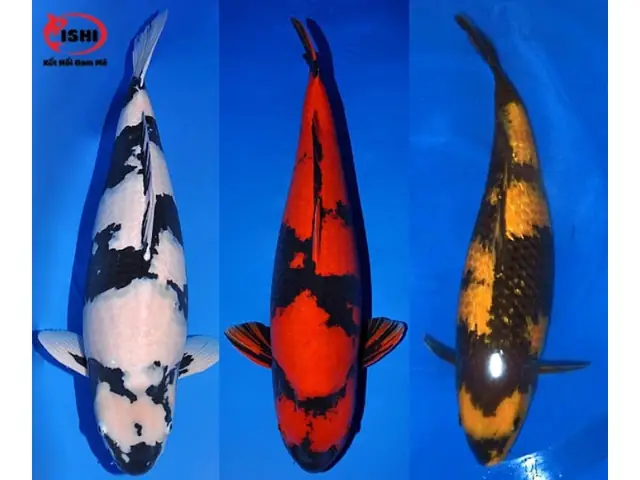 Ishikoi Farm