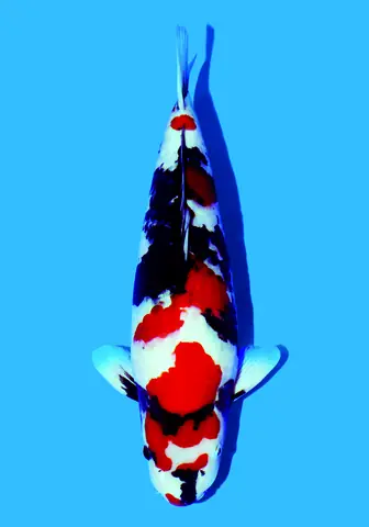 Showa