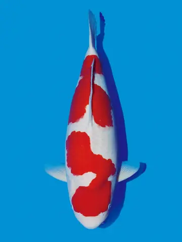 Nguồn Gốc Của Cá Koi