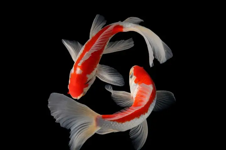 Dựa Vào Chủng Loại