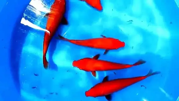 Cá Koi Màu Đỏ: Từ A-z Về Biểu Tượng May Mắn Trong Thế Giới Cá Cảnh