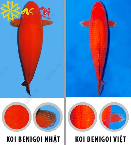 Phân Biệt Koi Benigoi Nhật Và Koi Benigoi F1, Koi Benigoi Việt