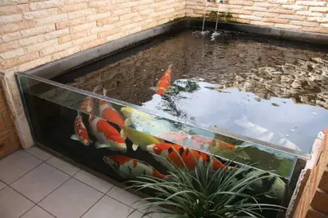 Cá Koi Mini Giá Rẻ