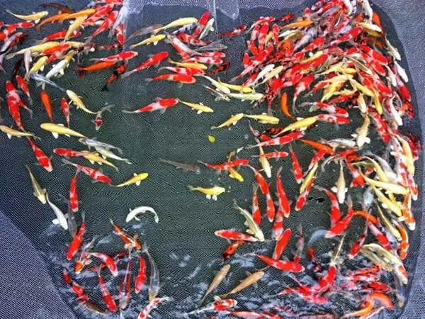 Cá Koi Mini Giá Rẻ