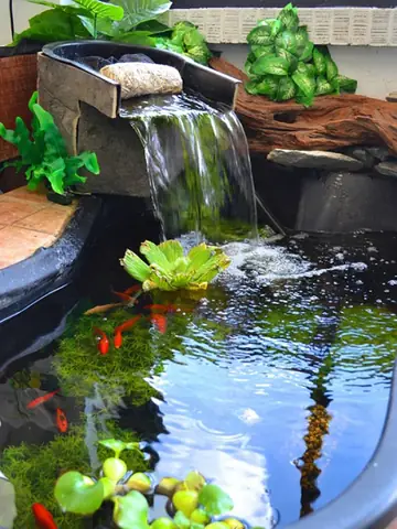 Cá Koi Mini Giá Rẻ