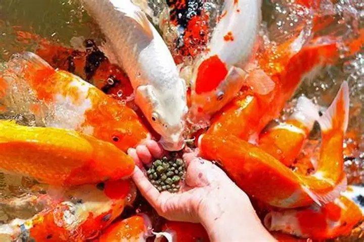 Đối Với Cá Koi Nằm Dưới Đáy Do Ăn Quá Nhiều Hoặc Bị Táo Bón