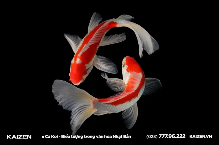 Cá Koi Nhật Bản