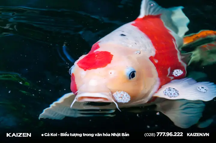 Cá Koi Nhật Bản