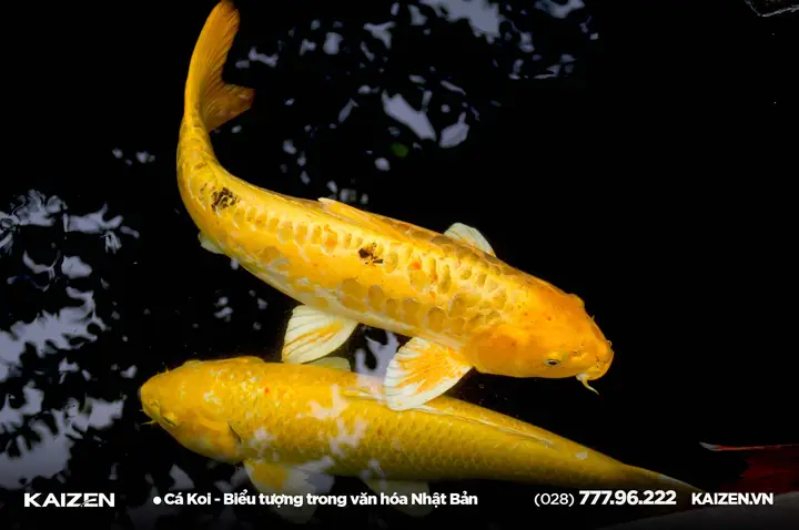 Cá Koi Nhật Bản