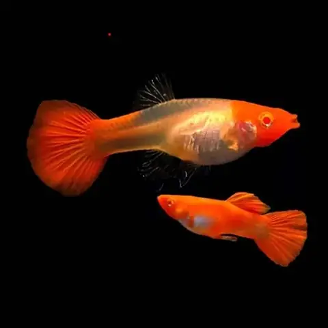 *****cá 7 Màu Koi Red- Cá Thủy Sinh- Cá Cảnh Thiên Phước*** Thông Tin Cá Cảnhcá Bảy Màu Koi Đỏ