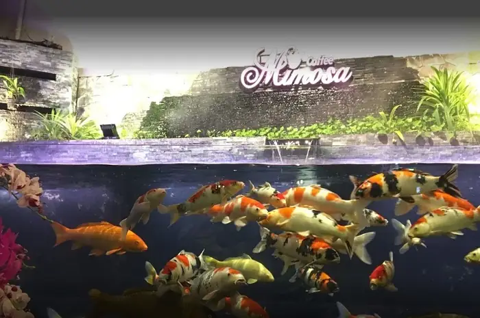 Mimosa Koi Coffee - Quán Cafe Cá Koi Quận 11